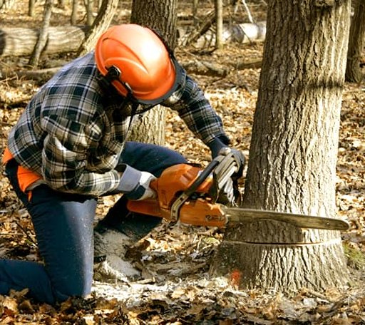 Tree Removal in Waterville Valley, NH